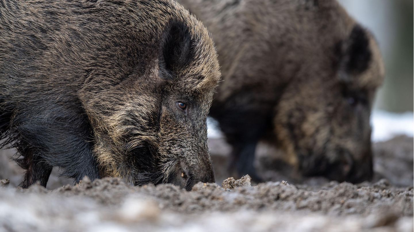Zwei Wildschweine steht auf einem Plateau im Wald und wühlen bei der Futtersuche mit der Schnauze im Erdboden
