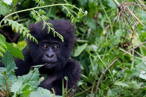 Ein kleiner Berggorilla in den Bergen von Ruanda