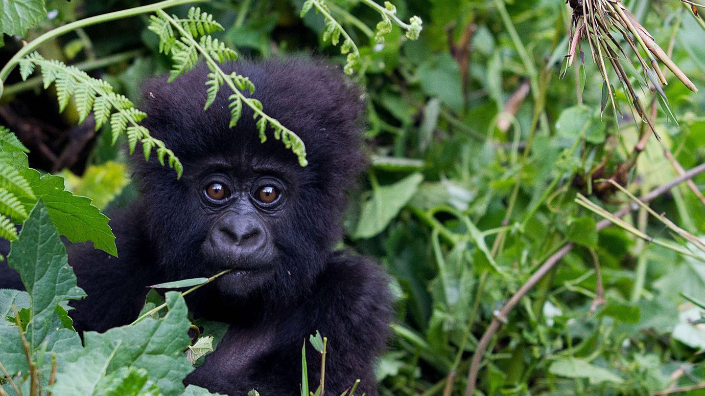 Ein kleiner Berggorilla in den Bergen von Ruanda