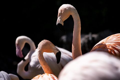 Zoo Halle trauert: Flamingos am West-Nil-Virus gestorben