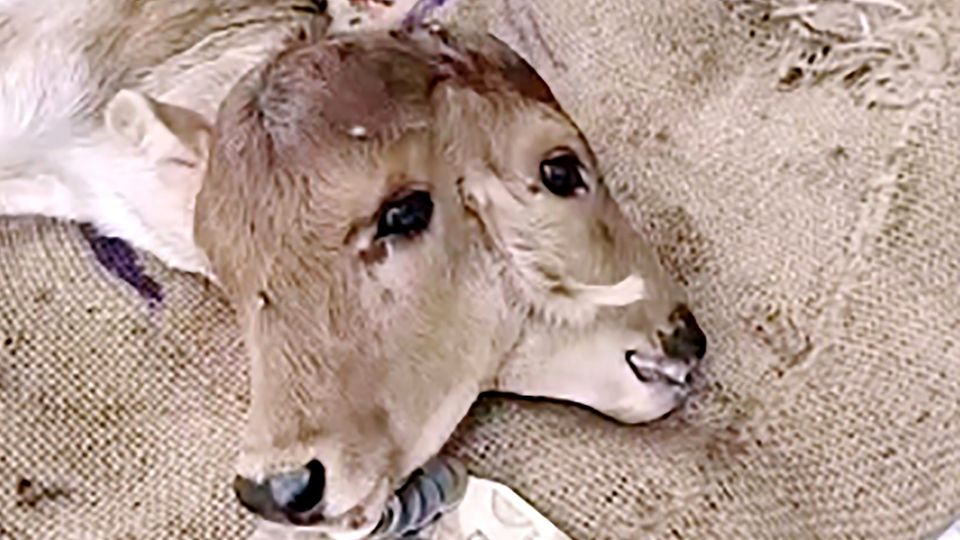 Vier Augen und drei Ohren: Kalb wird mit zwei Köpfen in Indien geboren