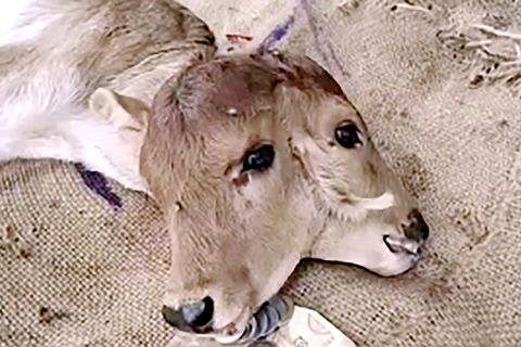 Vier Augen und drei Ohren: Kalb wird mit zwei Köpfen in Indien geboren