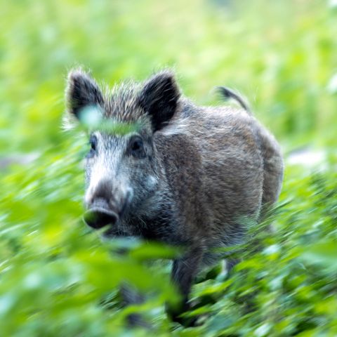Tierseuche: Die Schweinepest hat Deutschland erreicht. Unterwegs mit jenen, die jetzt eine Katastrophe verhindern sollen