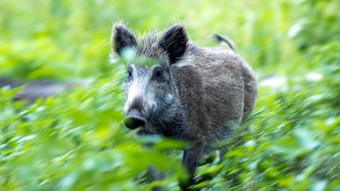 Tierseuche: Die Schweinepest hat Deutschland erreicht. Unterwegs mit jenen, die jetzt eine Katastrophe verhindern sollen