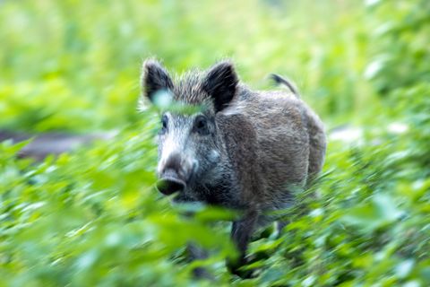 Tierseuche: Die Schweinepest hat Deutschland erreicht. Unterwegs mit jenen, die jetzt eine Katastrophe verhindern sollen