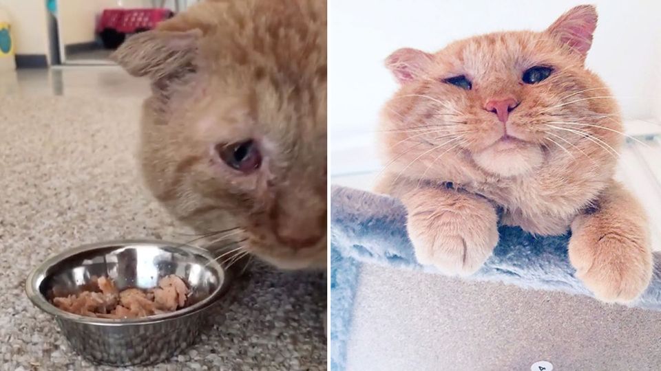 Mr Willis the cat Traurige Katze