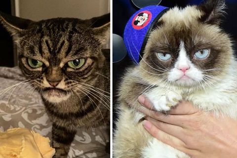 Neue Grumpy Cat