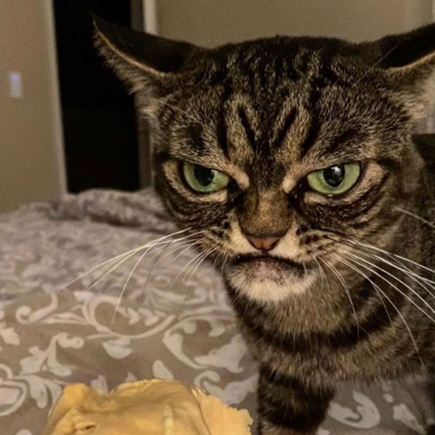 Cat Grumpy Nathanna Greannmhara If Two Cats Are Doing Something