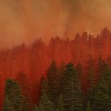 Waldbrände
