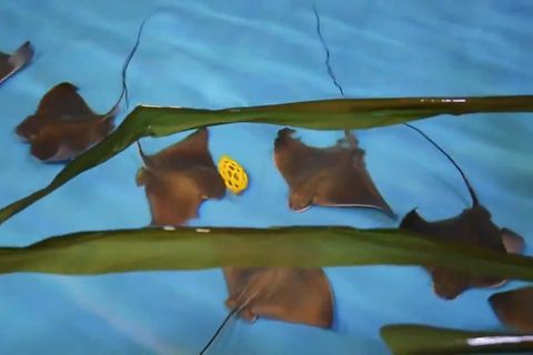 Durch eine Wasseroberfläche hindurch sieht man die Konturen mehrerer Rochen und eines gelben Balles