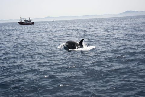 Aggressive Orcas in Spanien