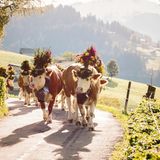 Schweiz: Angesichts steigender Fallzahlen hat die Schweiz ihre Einreise-Bestimmungen neu justiert. Nun müssen Einreisende aus weltweit 50 Ländern und Regionen in eine zehntägige Quarantäne. Dazu gehört seit Montag nun auch das österreichische Bundesland Wien. Mit einem negativen PCR-Test kann die Quarantänepflicht nicht aufgehoben werden. Wer aus Deutschland kommt, ist von den Einschränkungen bisher nicht betroffen.  Sollten die Fallzahlen weiter steigen, können darüber hinaus Menschen aus den Regionen entlang der Schweizer Grenze ausnahmsweise von der Quarantänepflicht ausgenommen werden. In der Schweiz selbst klettert die Zahl der Corona-Infektionen seit ein paar Wochen wieder. Immer mehr Städte führen eine Maskenpflicht ein.