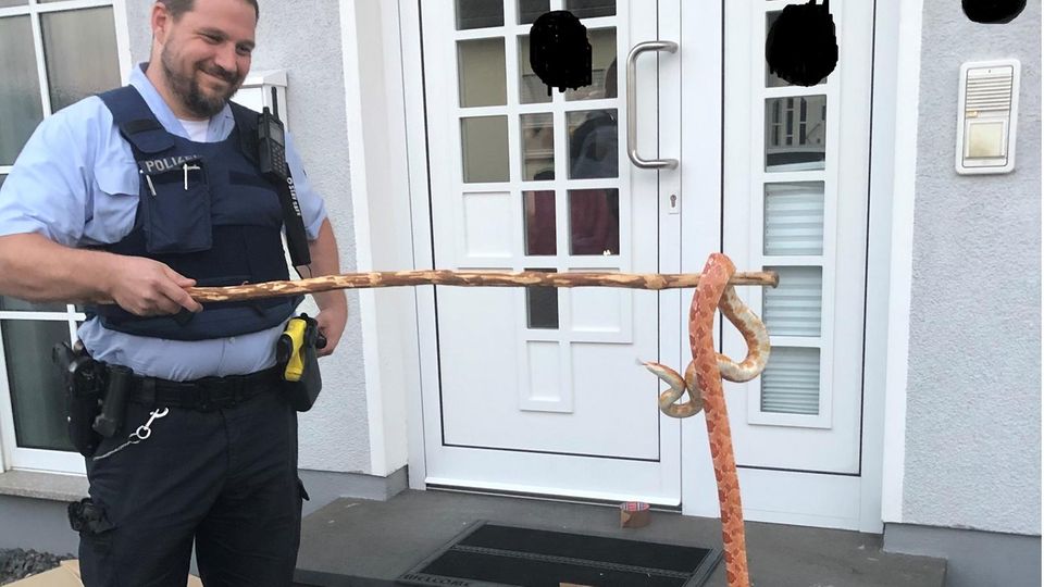 Nachrichten aus Deutschland – Schlange in Polch gefunden Nachrichten aus Deutschland – Schlange in Polch gefunden