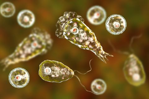 Naegleria fowleri
