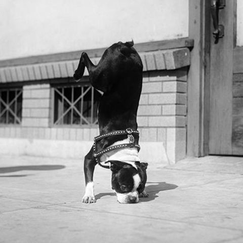 Hundetraining: Eine Bestsellerautorin über erfolgreiches Tiertraining