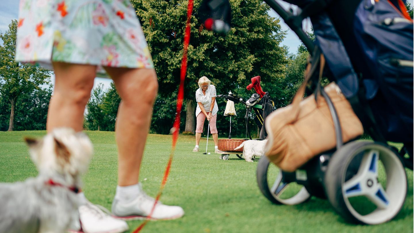 Immer mehr Golfplätze erlauben das Spielen mit Hundebegleitung