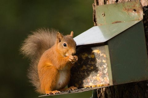 Mithilfe einer Futterstation können Sie Eichhörnchen füttern