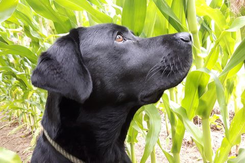 Gassi gehen im Maisfeld