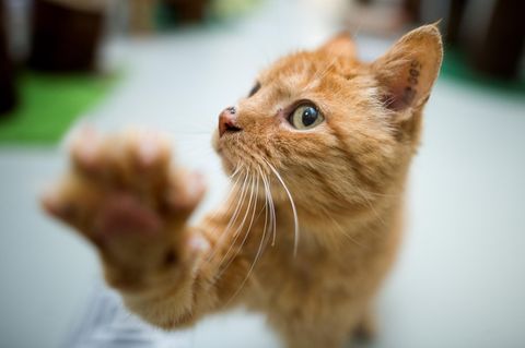 Eine Katze hebt ihre Tatze