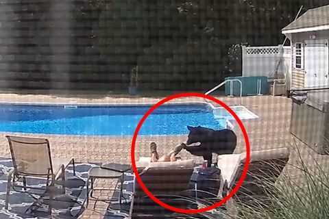USA: Bär überrascht schlafenden Mann am Pool, der reagiert genau richtig