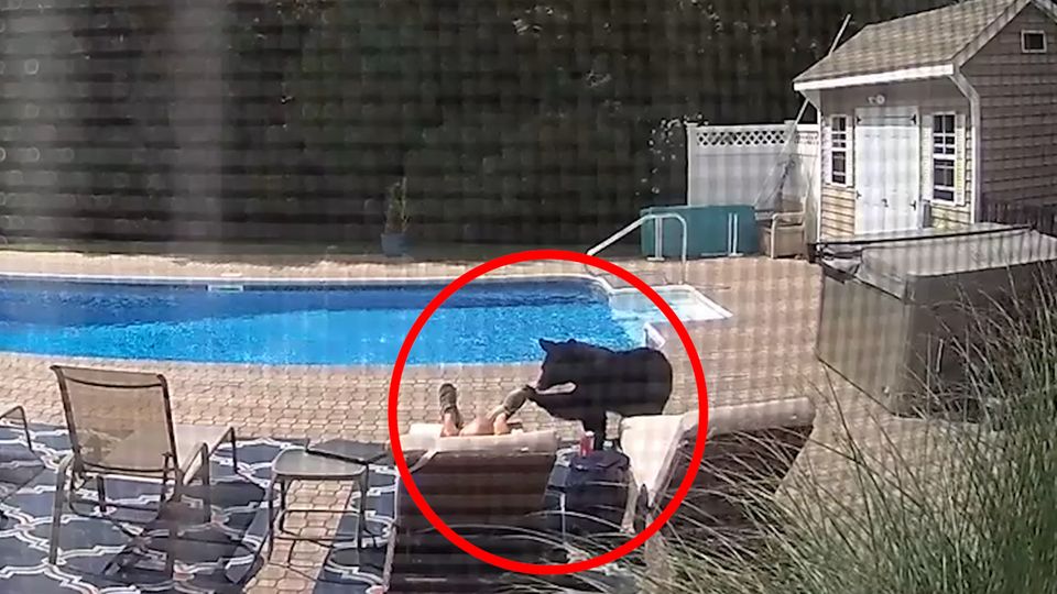 USA: Bär überrascht schlafenden Mann am Pool, der reagiert genau richtig USA: Bär überrascht schlafenden Mann am Pool, der reagiert genau richtig
