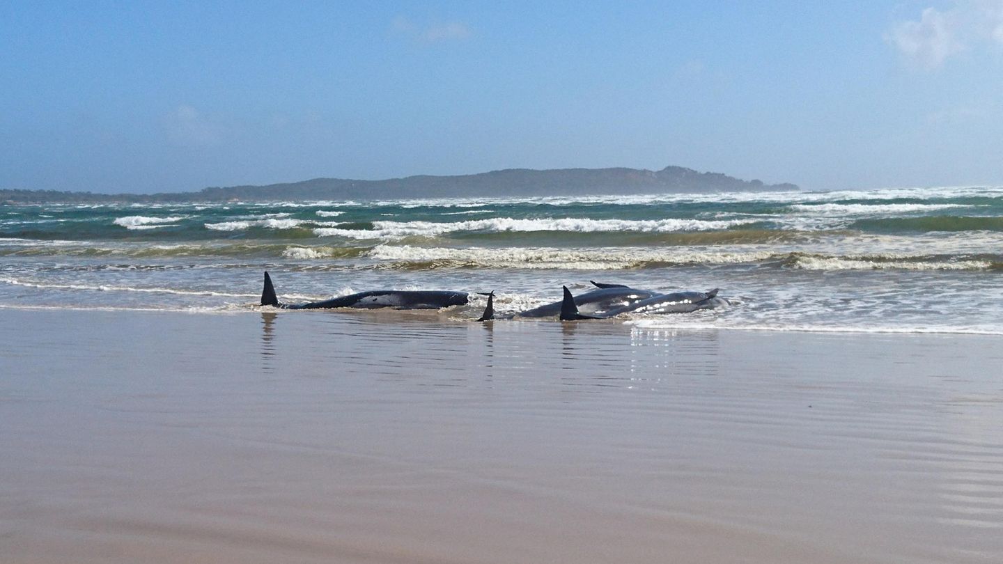Rund 70 Wale vor Küste der australischen Insel Tasmanien gestrandet