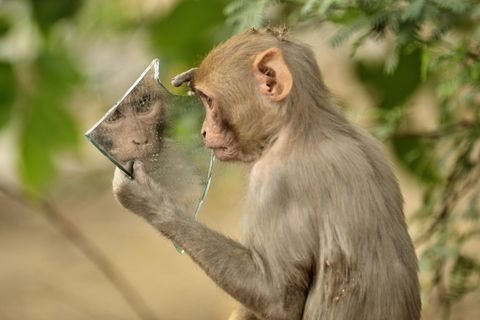 Tierrechte: Wenn Affen Selfies machen – über die Frage, wie viel Seele in Tieren steckt