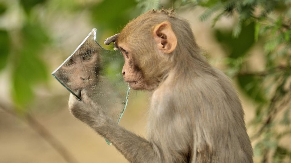 Tierrechte: Wenn Affen Selfies machen – über die Frage, wie viel Seele in Tieren steckt