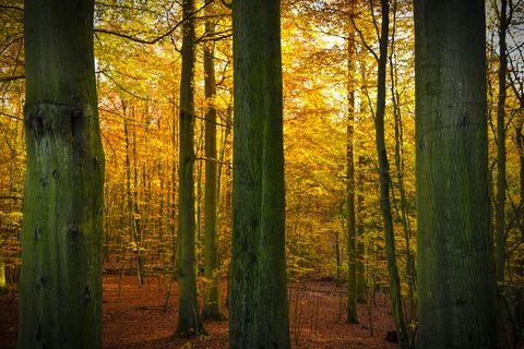 Die Blätter werden sich in den kommenden Wochen goldbraun färben, denn der goldene Herbst steht vor der Tür.