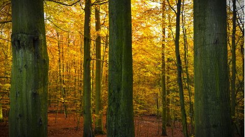 Die Blätter werden sich in den kommenden Wochen goldbraun färben, denn der goldene Herbst steht vor der Tür.