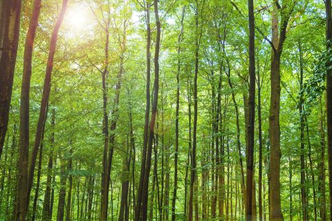 Wald