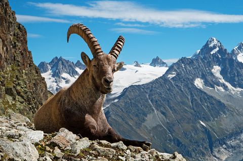 Steinbock