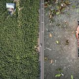 Rechts: Miguelina; Links: Bananenplantagen