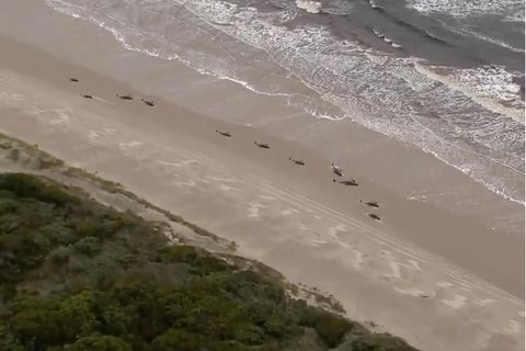 Getrandete Wale vor Tasmanien, Australien