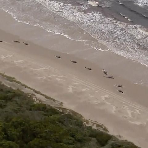 Getrandete Wale vor Tasmanien, Australien
