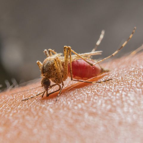 Eine Mücke saugt Blut
