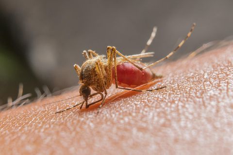 Eine Mücke saugt Blut