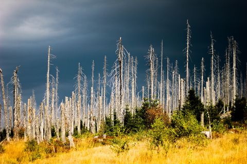 Kahle Bäume im Wald