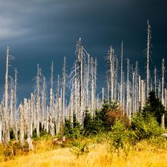 Kahle Bäume im Wald