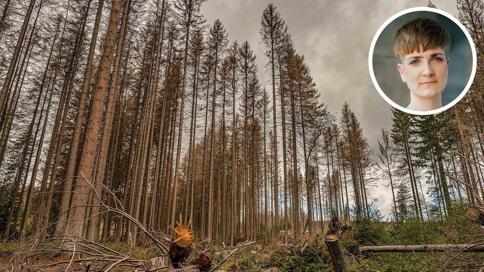 Fichten im Harz sind von der Klimakrise betroffen