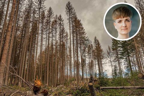 Fichten im Harz sind von der Klimakrise betroffen