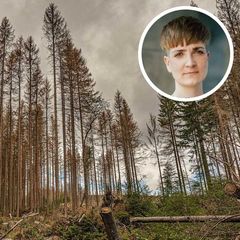 Fichten im Harz sind von der Klimakrise betroffen