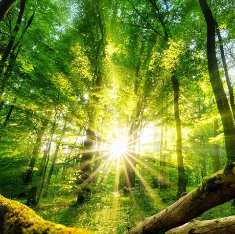 stern-Wald: Fast eine halbe Million Bäume gespendet – der globale stern-Wald wächst