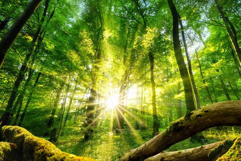 stern-Wald: Fast eine halbe Million Bäume gespendet – der globale stern-Wald wächst