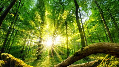 stern-Wald: Für jedes verkaufte Heft pflanzt der stern einen Baum