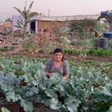 Das soll erst der Anfang sein: die erste Ernte der Frauenkooperative in der Favela Menino Chorão