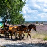 Bild 1 von 6 der Fotostrecke zum Klicken:  Kutsche  Goethe ließ es bei seiner Italien-Reise gemütlich angehen. Von Karlsbad bis nach Rom war der deutsche Dichter fast zwei Monate unterwegs. Selbst ohne Unterbrechung hätte er für die gut 1200 Kilometer lange Strecke immer noch rund zwei Wochen gebraucht. Denn laut Deutschem Museum brachten es Kutschen zur damaligen Zeit auf eine durchschnittliche Reisegeschwindigkeit von gerade einmal 3,4 Kilometern pro Stunde. "Goethe war der erste große Italien-Reisende", sagt Jochen Golz, Vizepräsident der Goethe-Gesellschaft in Weimar.