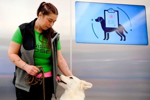 Am Helsinki Airport: Die trainierten Hunde sollen Reisende mit Covid-19 erschnüffeln