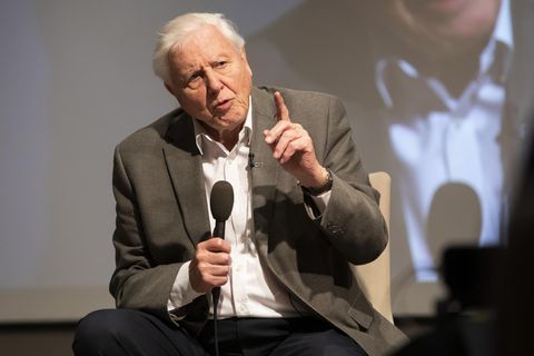David Attenborough veröffentlicht erstes Video auf Instagram