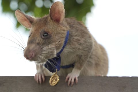 Ein tierischer Held: Ratte Magawa hat 39 Landminen und 28 Sprengkörper entdeckt ist dafür ausgezeichnet worden